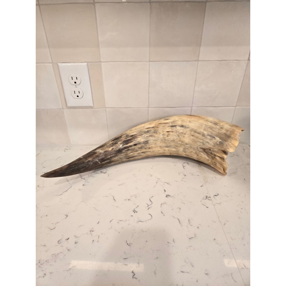 Large Natural Polished Steer Bull Horn 19.5 Inch Rustic Southwestern Decor